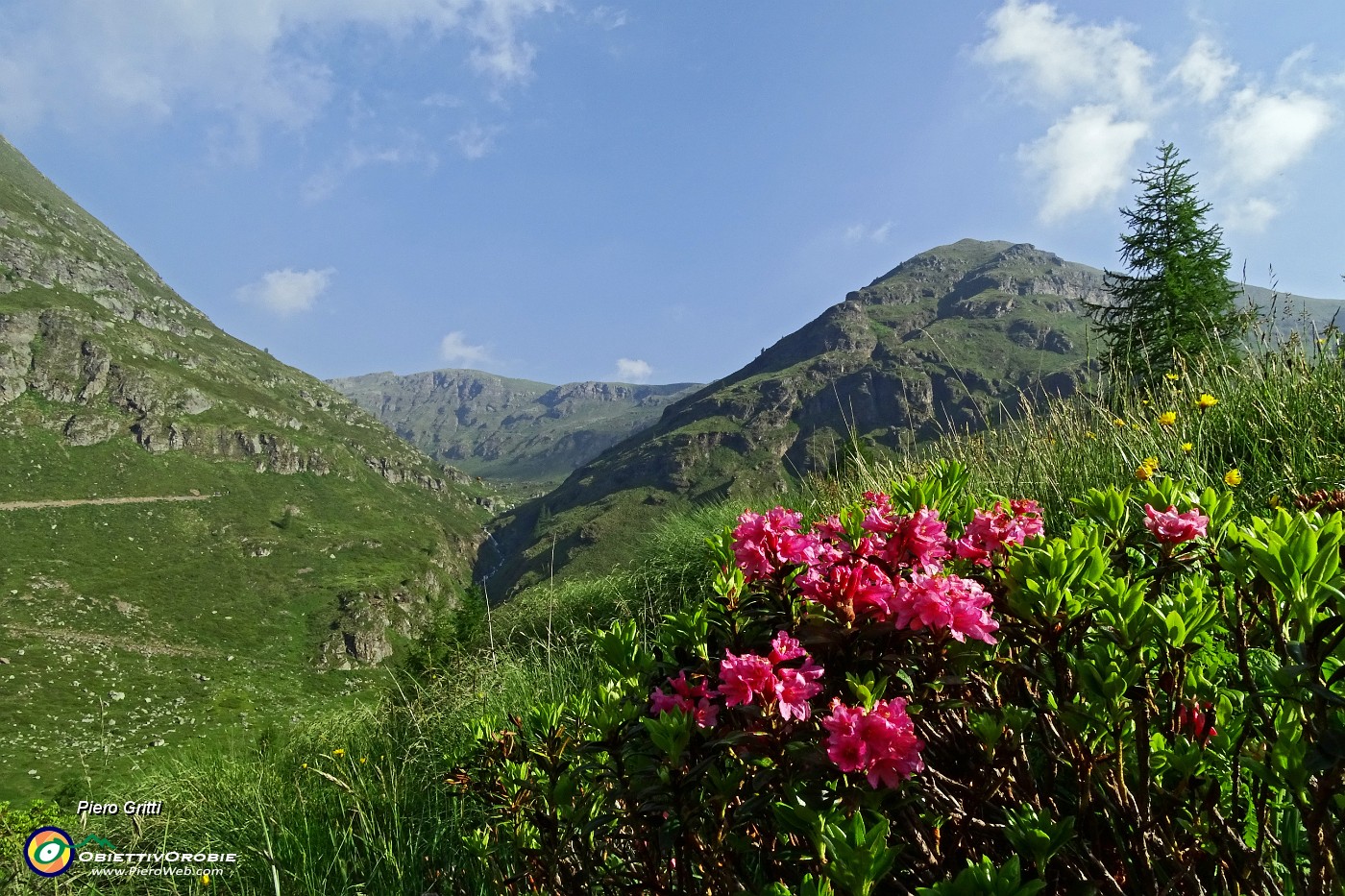 15 Rododendri in fiore con vista verso la Valbona.JPG -                                